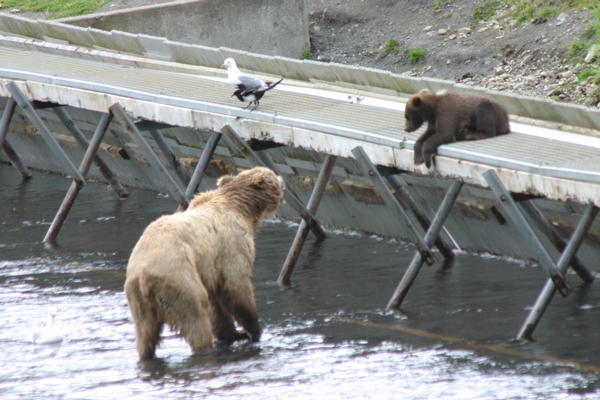 Bear Viewing Kodiak Island Alaska Bear Viewing Kodiak Island Alaska